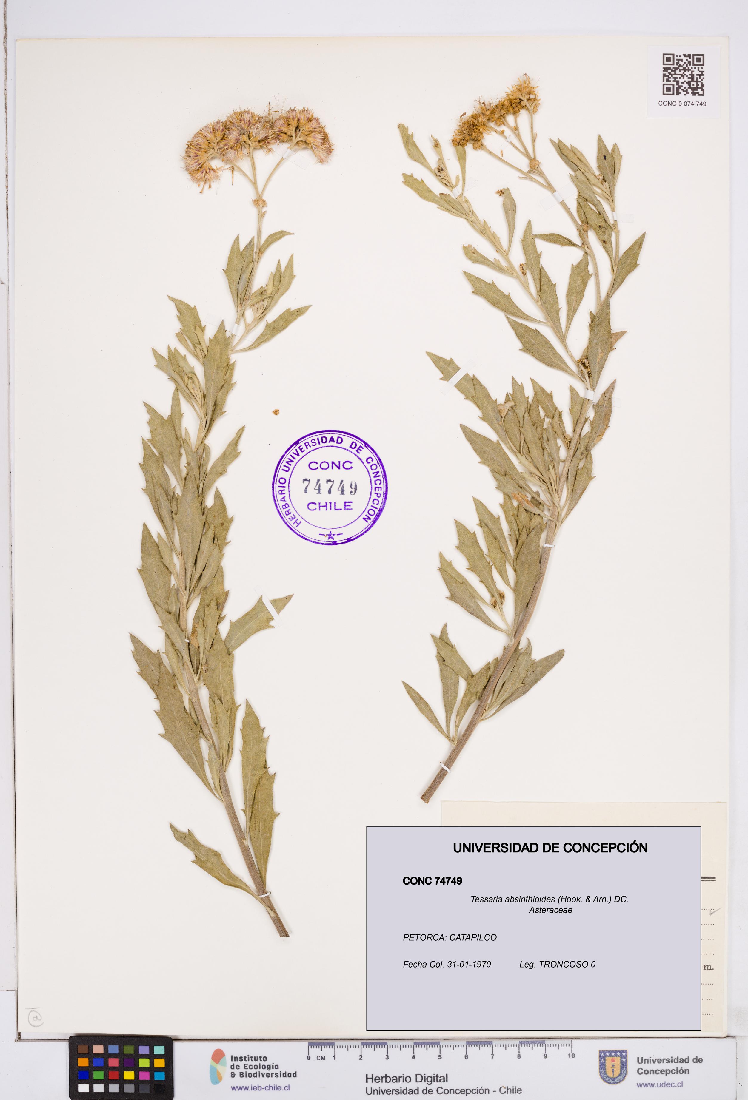 Tessaria absinthioides [Espécimen: ]