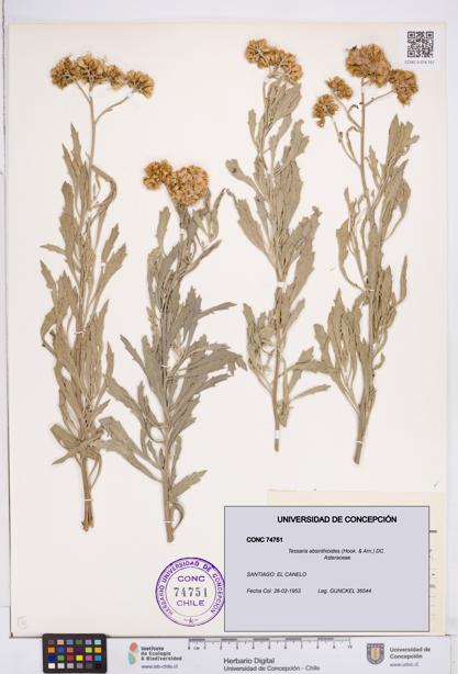 Tessaria absinthioides [Espécimen: ]