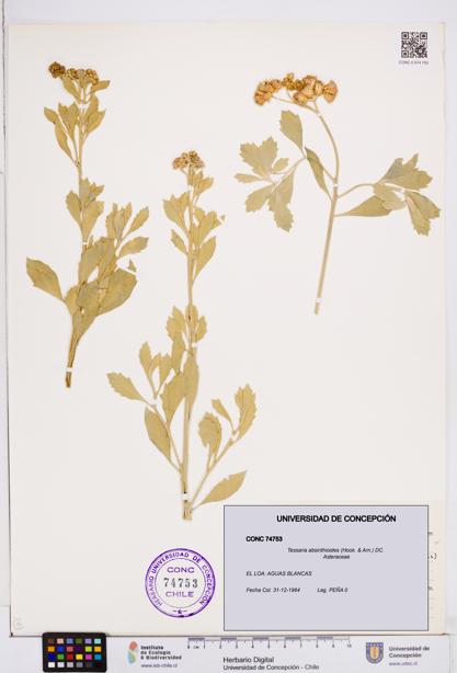 Tessaria absinthioides [Espécimen: ]