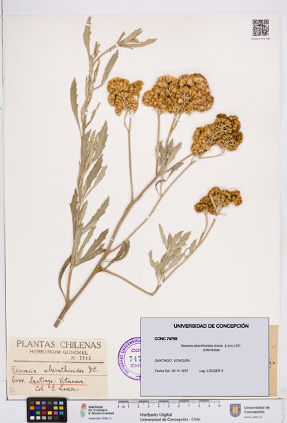 Tessaria absinthioides [Espécimen: ]