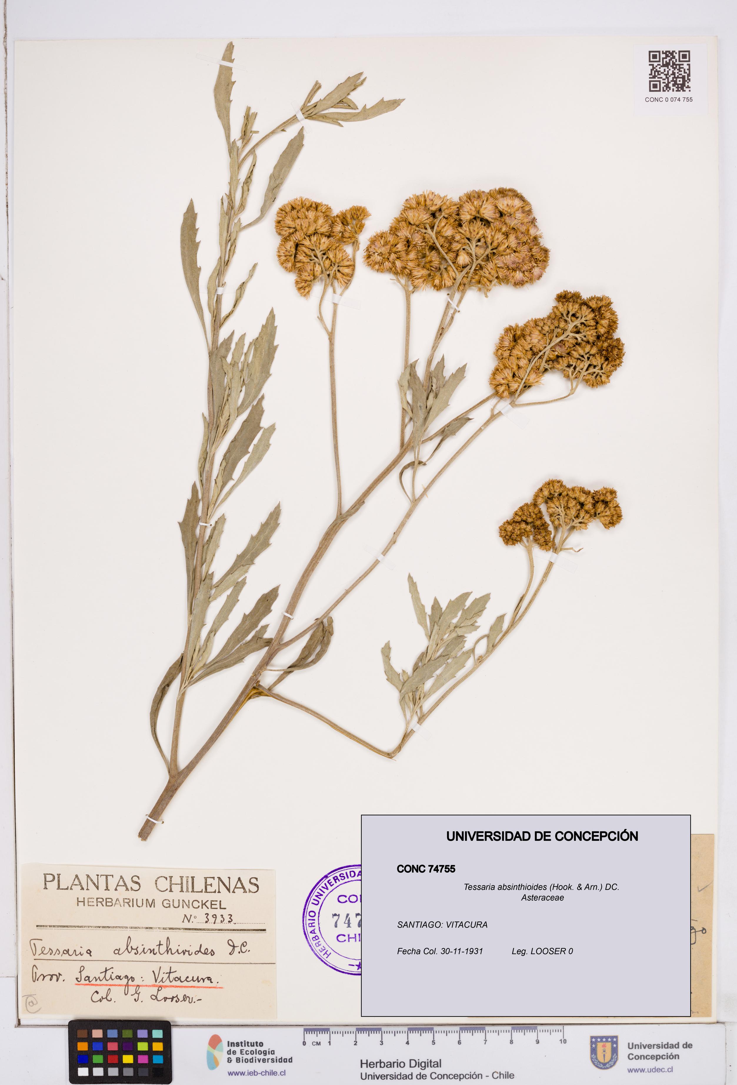 Tessaria absinthioides [Espécimen: ]