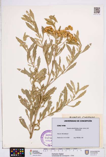Tessaria absinthioides [Espécimen: ]