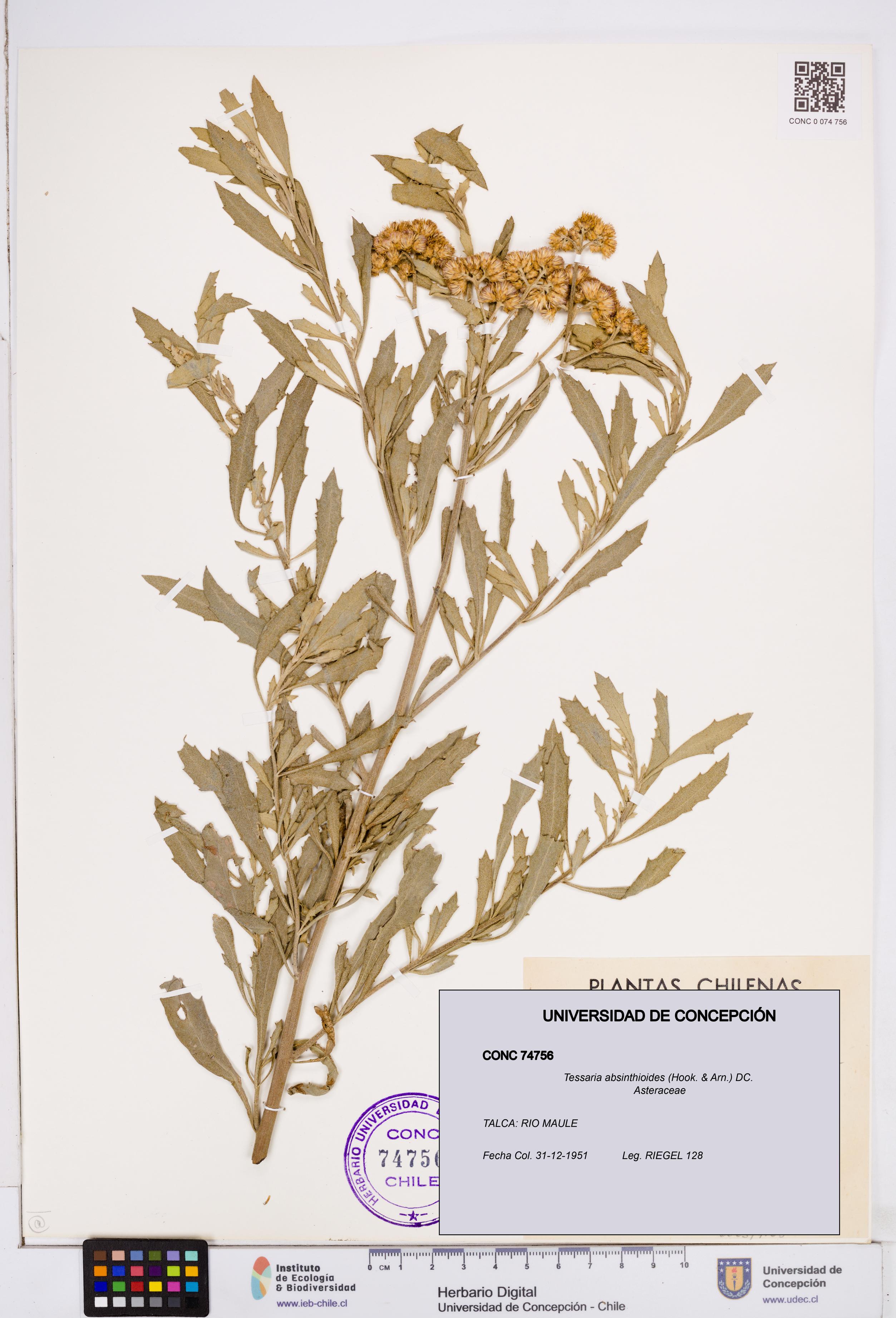 Tessaria absinthioides [Espécimen: ]