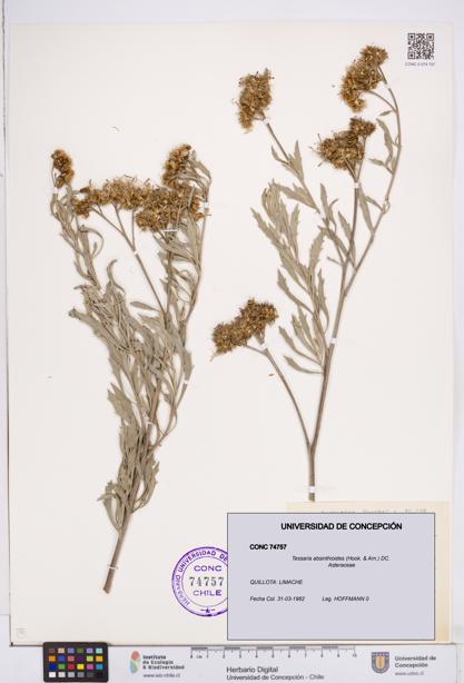 Tessaria absinthioides [Espécimen: ]