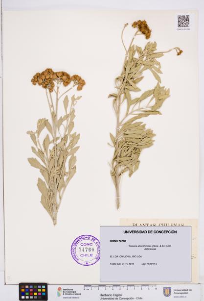 Tessaria absinthioides [Espécimen: ]