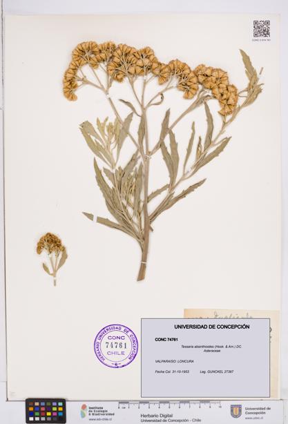Tessaria absinthioides [Espécimen: ]