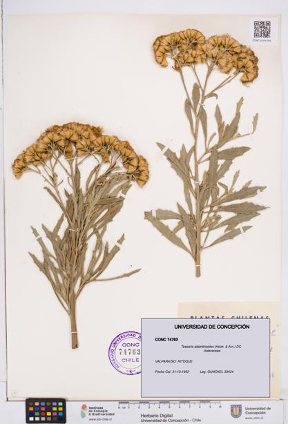 Tessaria absinthioides [Espécimen: ]