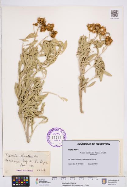 Tessaria absinthioides [Espécimen: ]