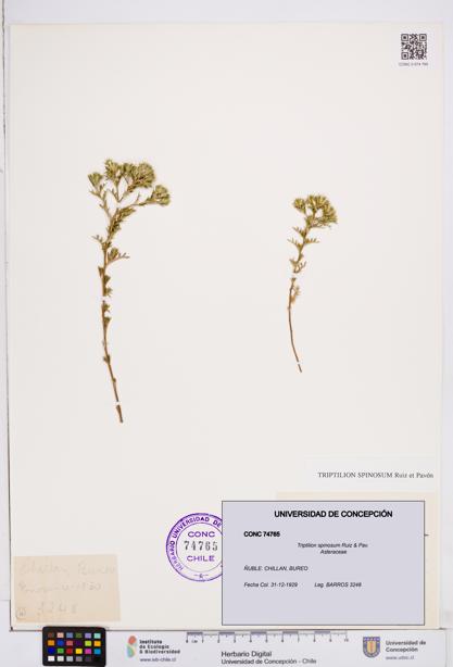 Triptilion spinosum [Espécimen: ]