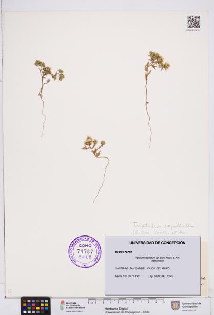 Triptilion capillatum [Espécimen: ]