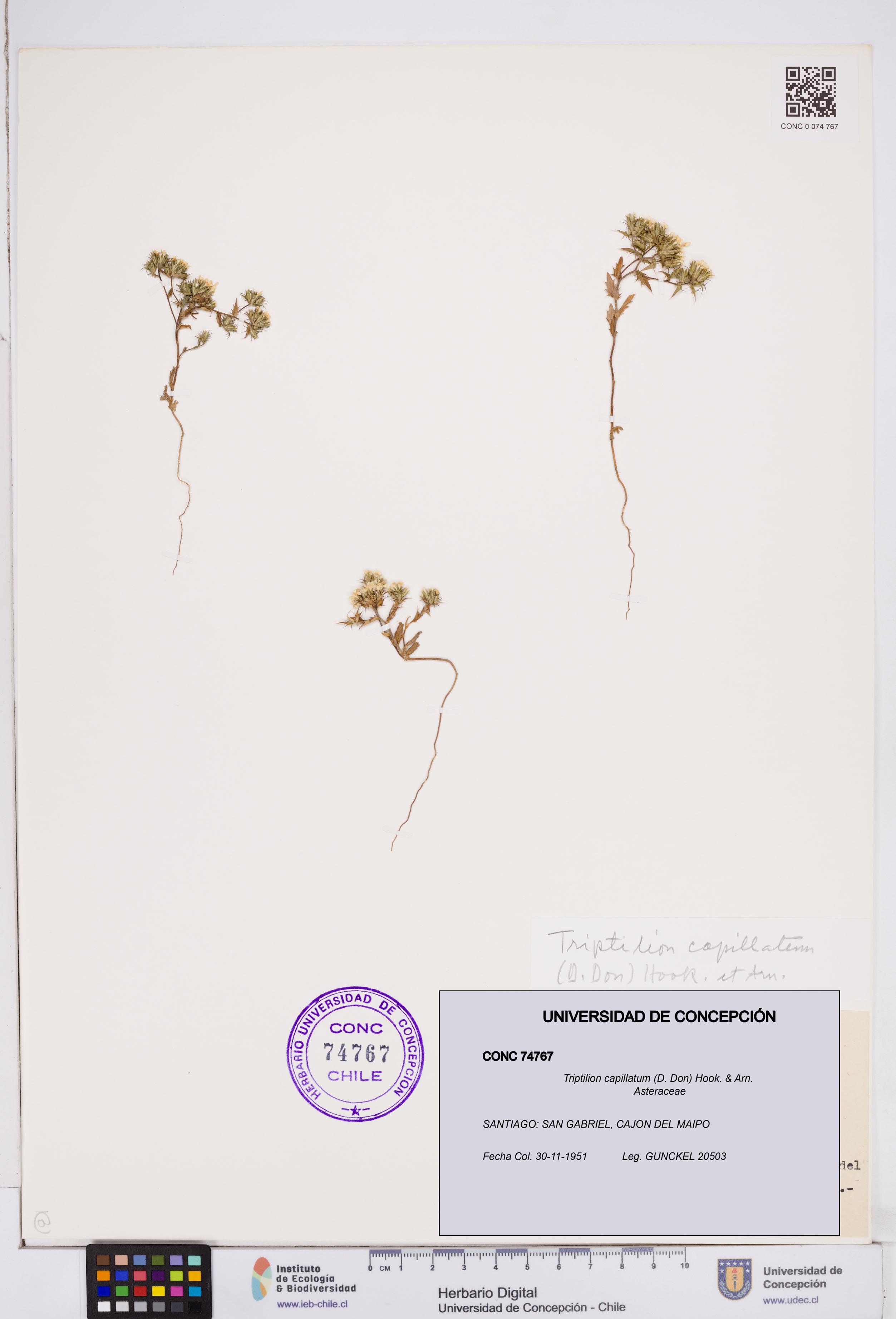Triptilion capillatum [Espécimen: ]