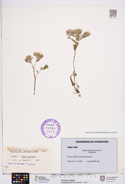 Triptilion spinosum [Espécimen: ]