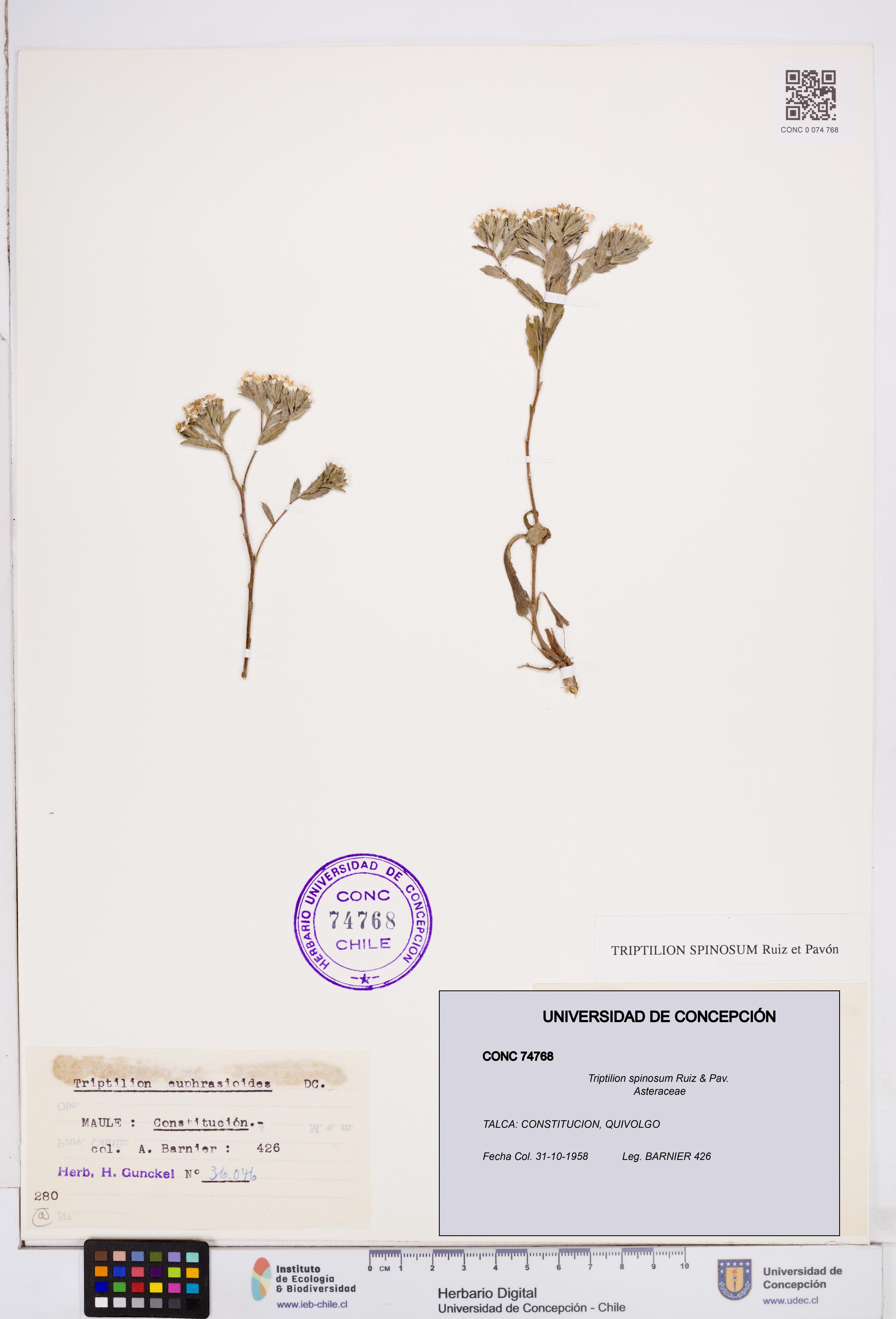 Triptilion spinosum [Espécimen: ]