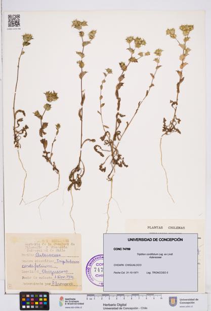 Triptilion cordifolium [Espécimen: ]