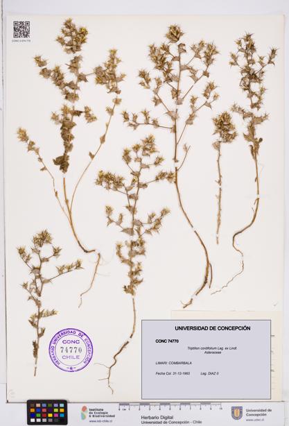 Triptilion cordifolium [Espécimen: ]