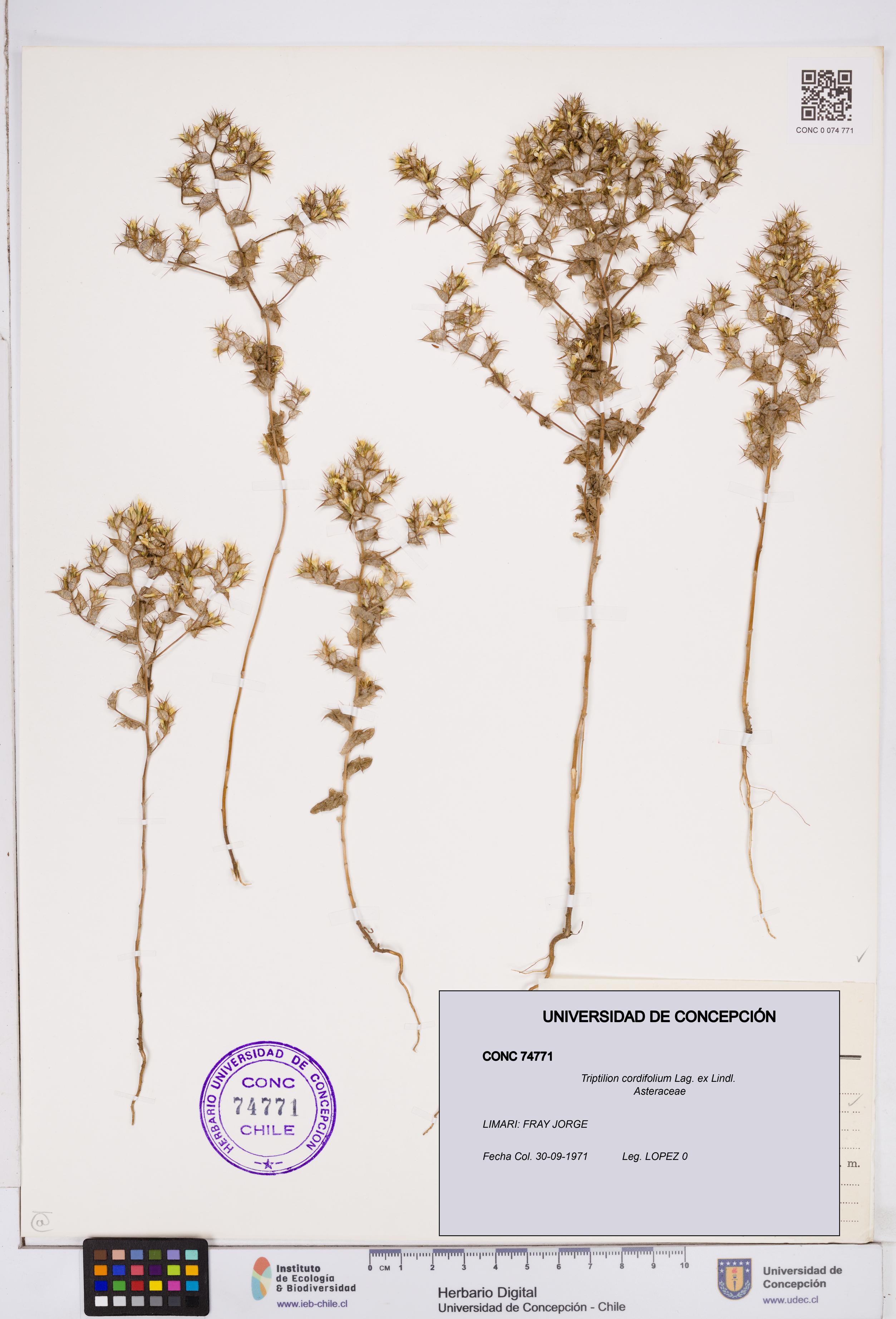 Triptilion cordifolium [Espécimen: ]