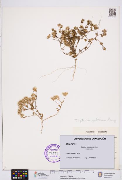 Triptilion gibbosum [Espécimen: ]