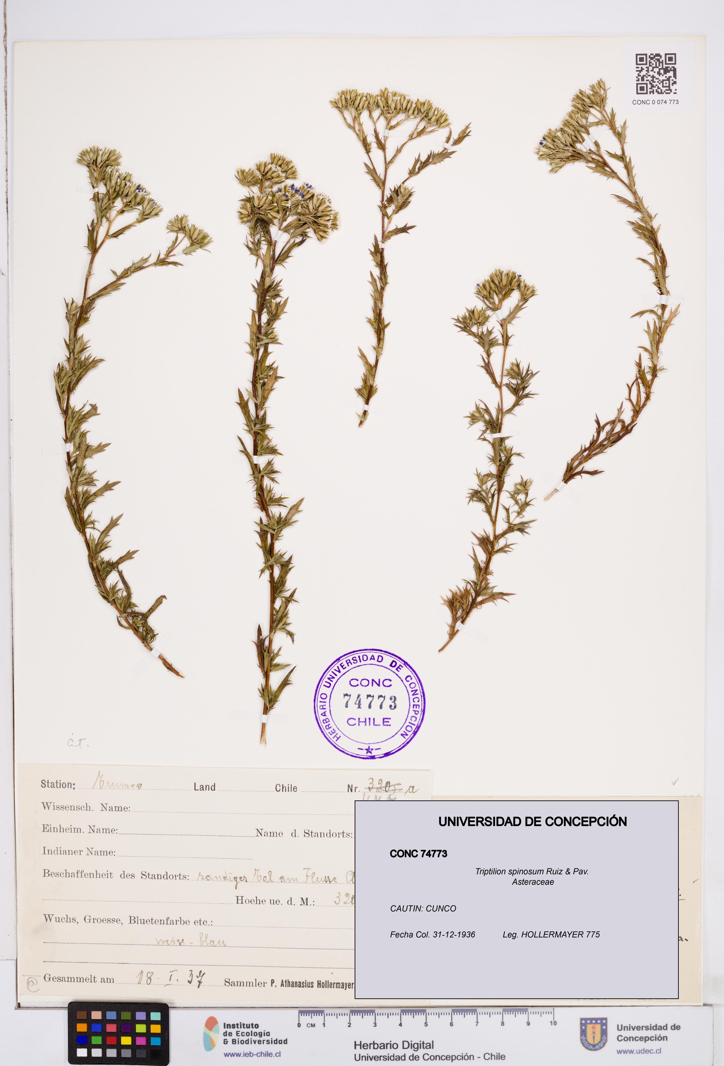 Triptilion spinosum [Espécimen: ]