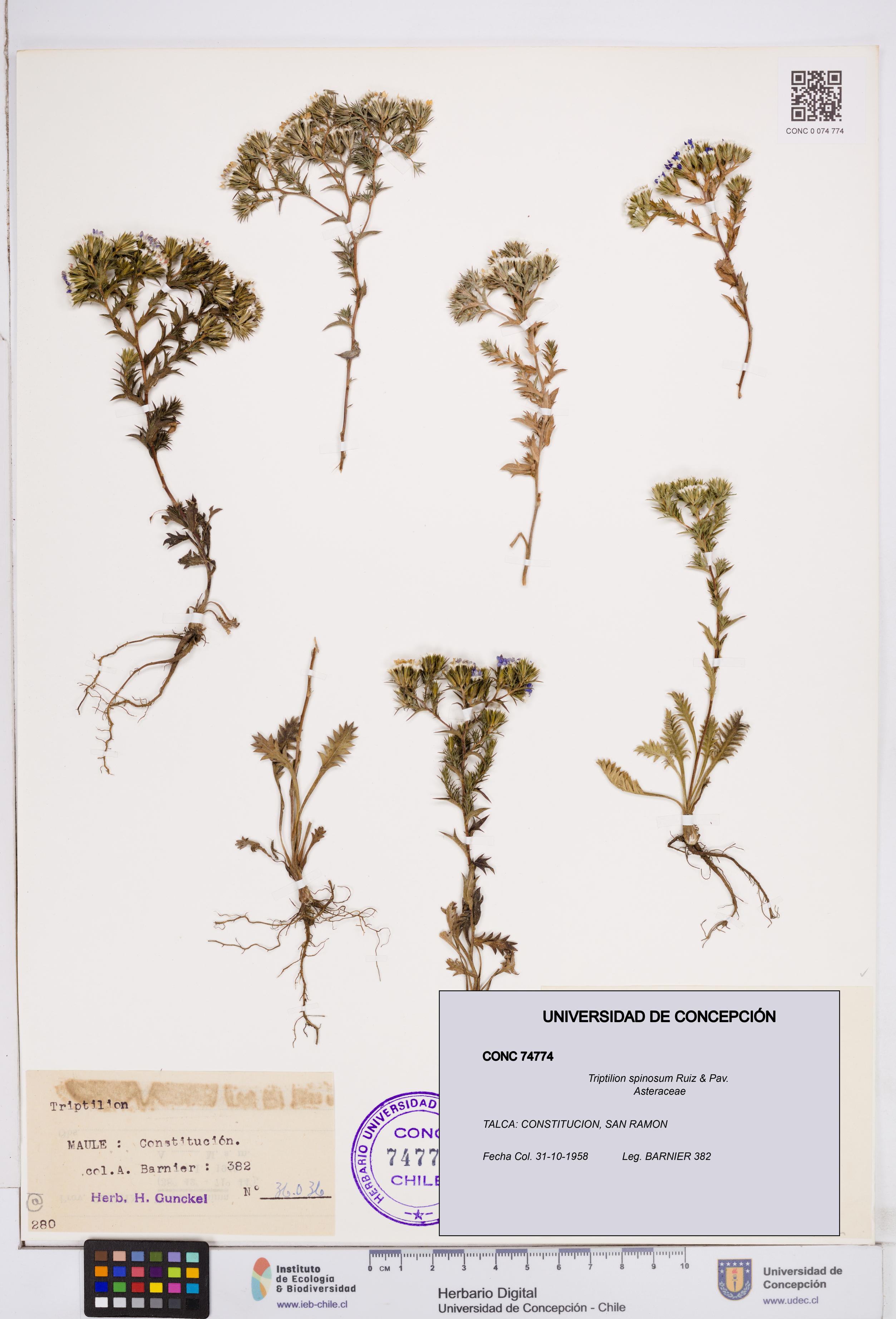 Triptilion spinosum [Espécimen: ]