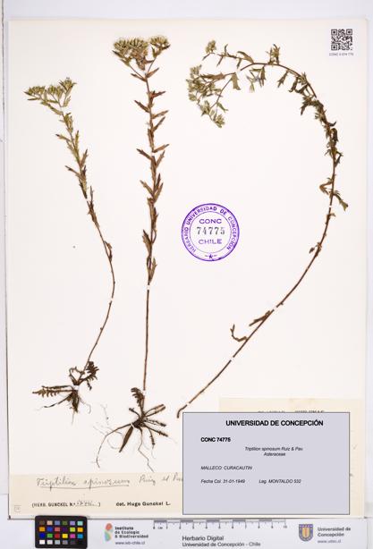 Triptilion spinosum [Espécimen: ]
