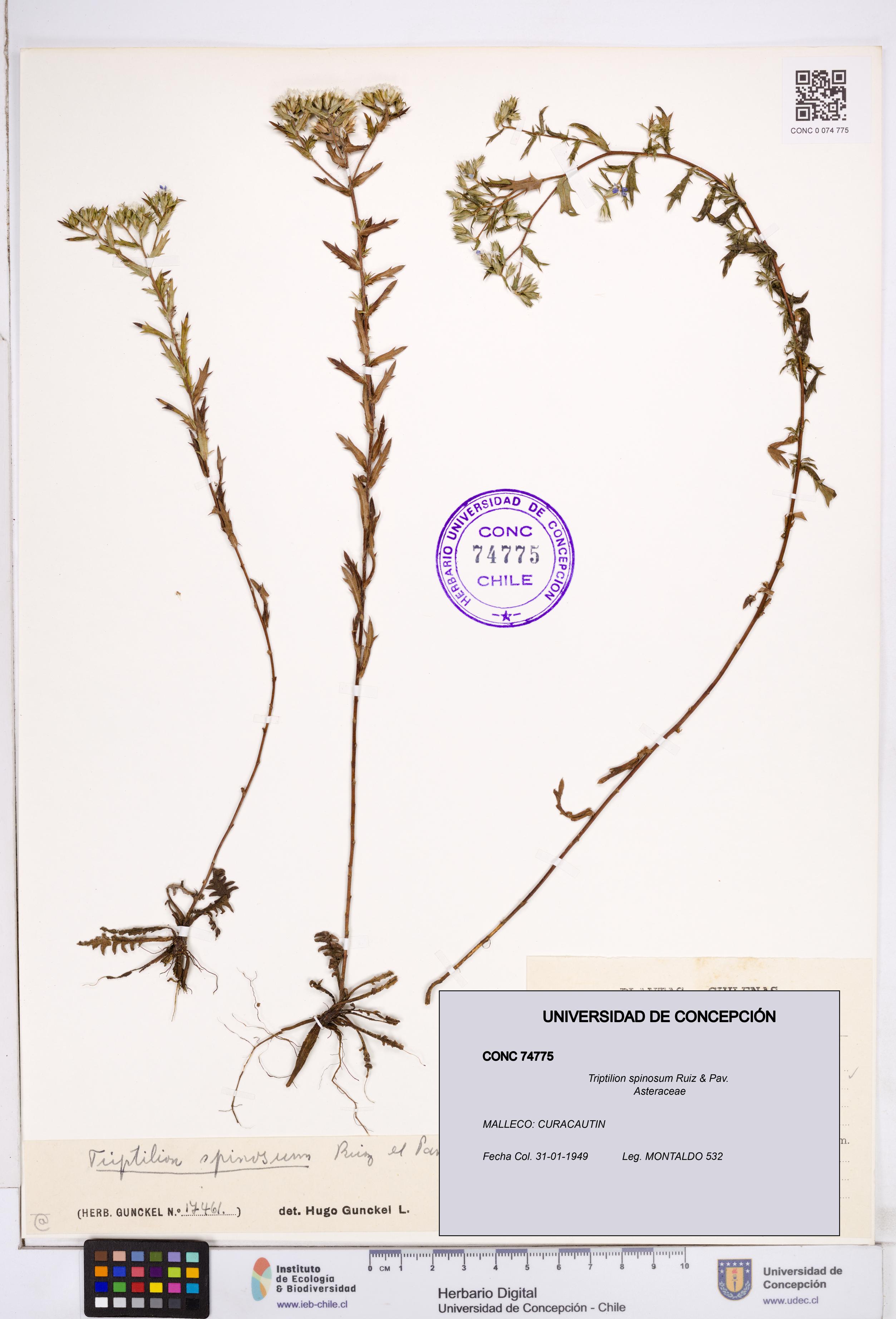 Triptilion spinosum [Espécimen: ]