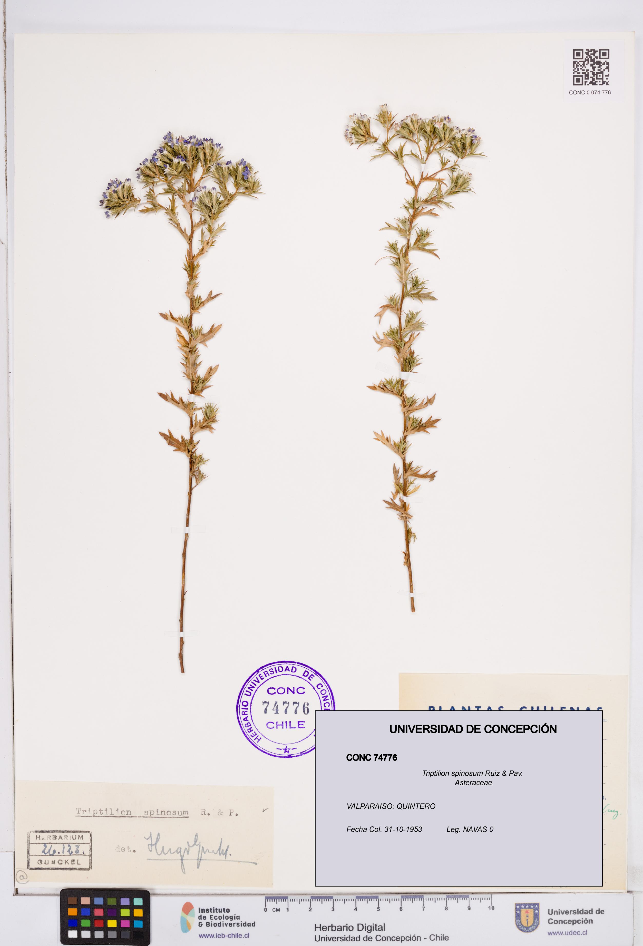 Triptilion spinosum [Espécimen: ]