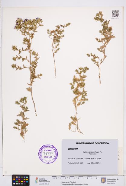 Triptilion spinosum [Espécimen: ]