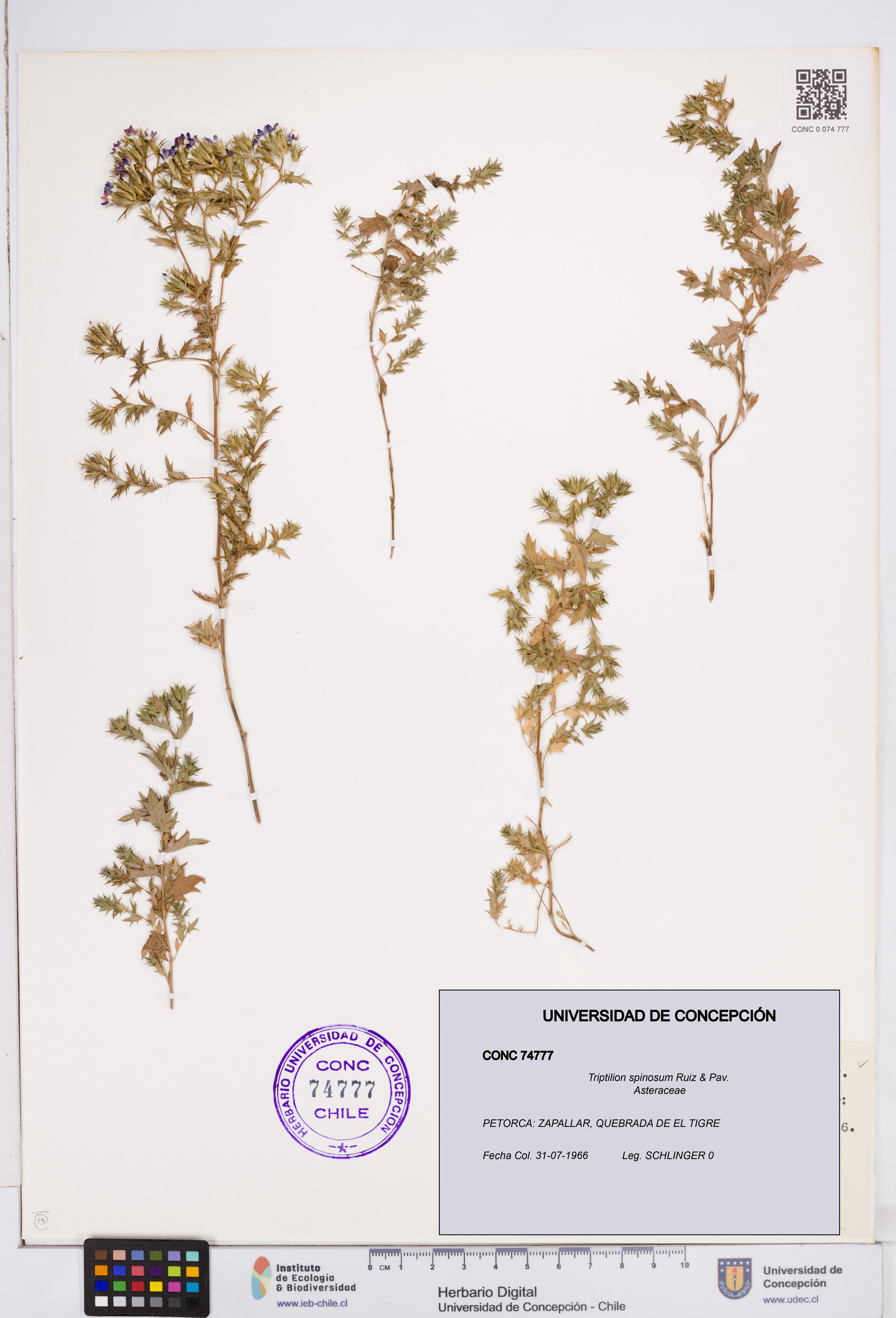 Triptilion spinosum [Espécimen: ]