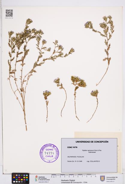 Triptilion spinosum [Espécimen: ]