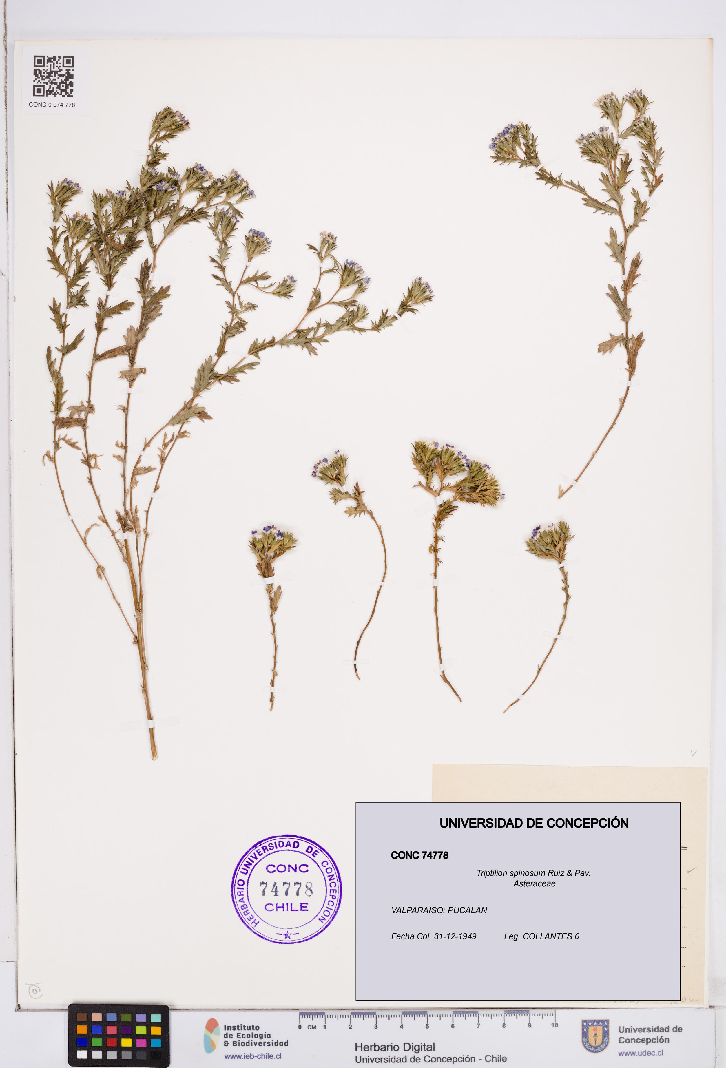 Triptilion spinosum [Espécimen: ]
