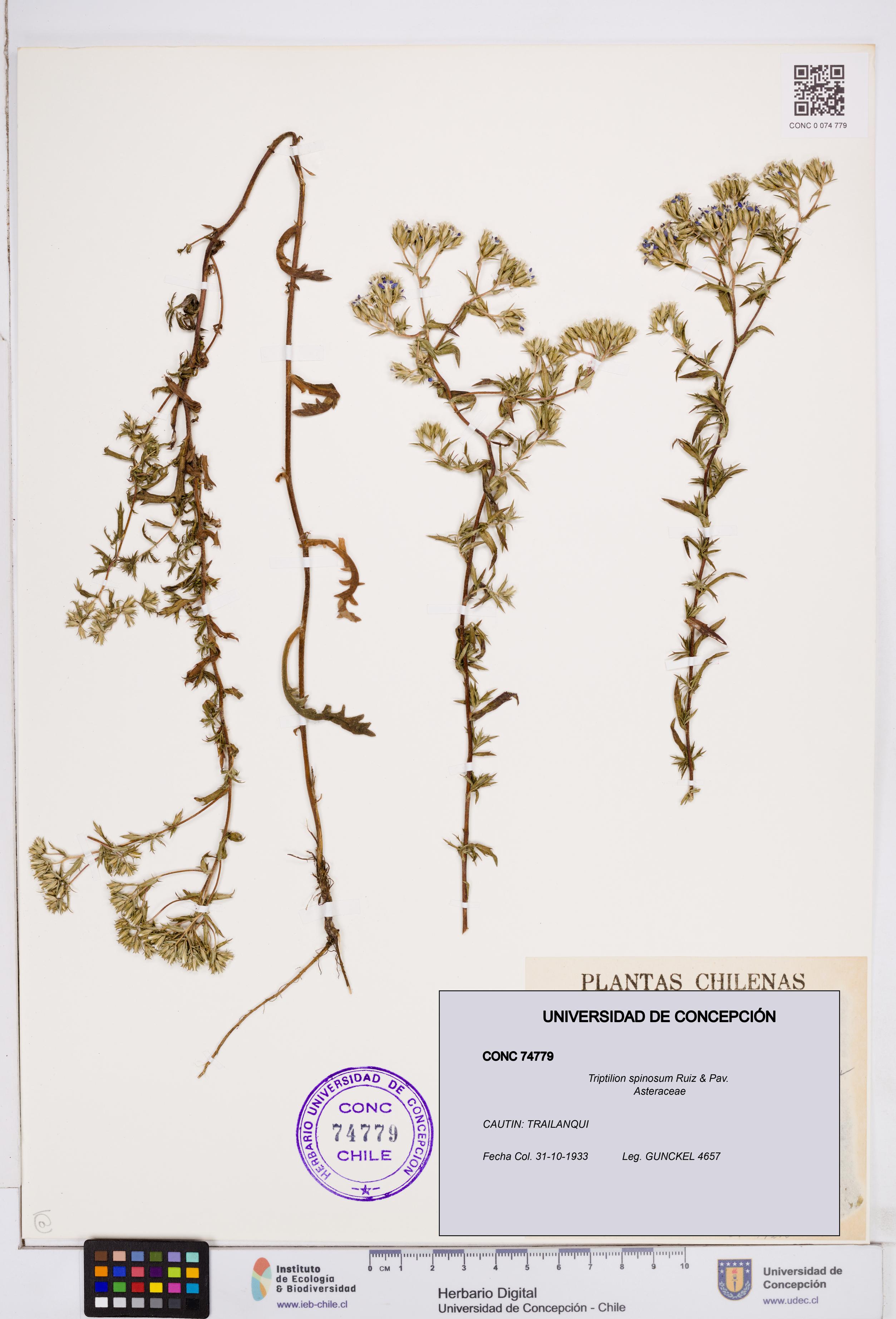 Triptilion spinosum [Espécimen: ]