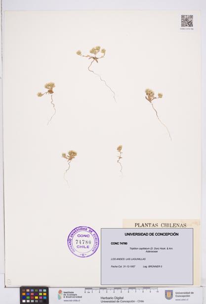 Triptilion capillatum [Espécimen: ]