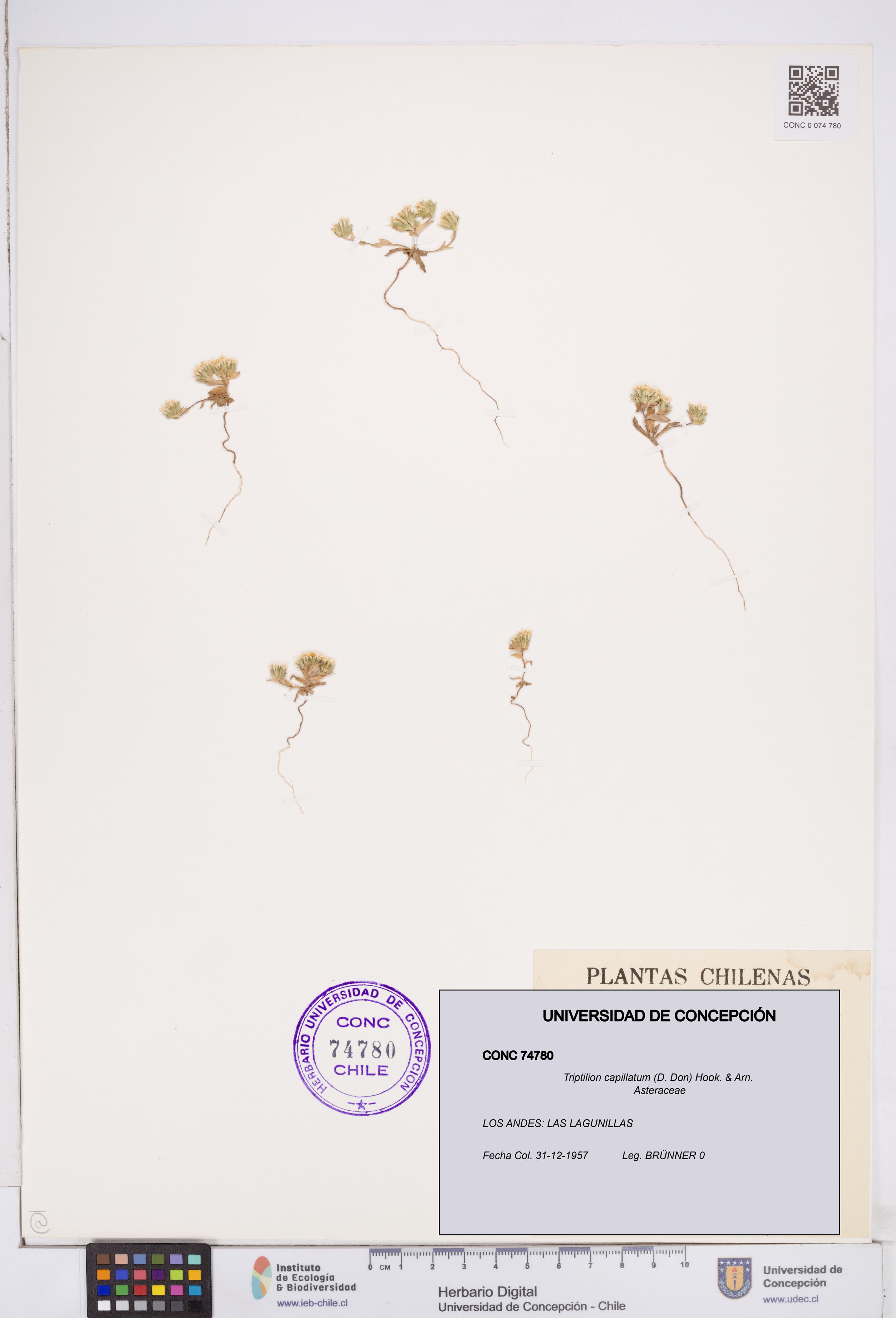 Triptilion capillatum [Espécimen: ]