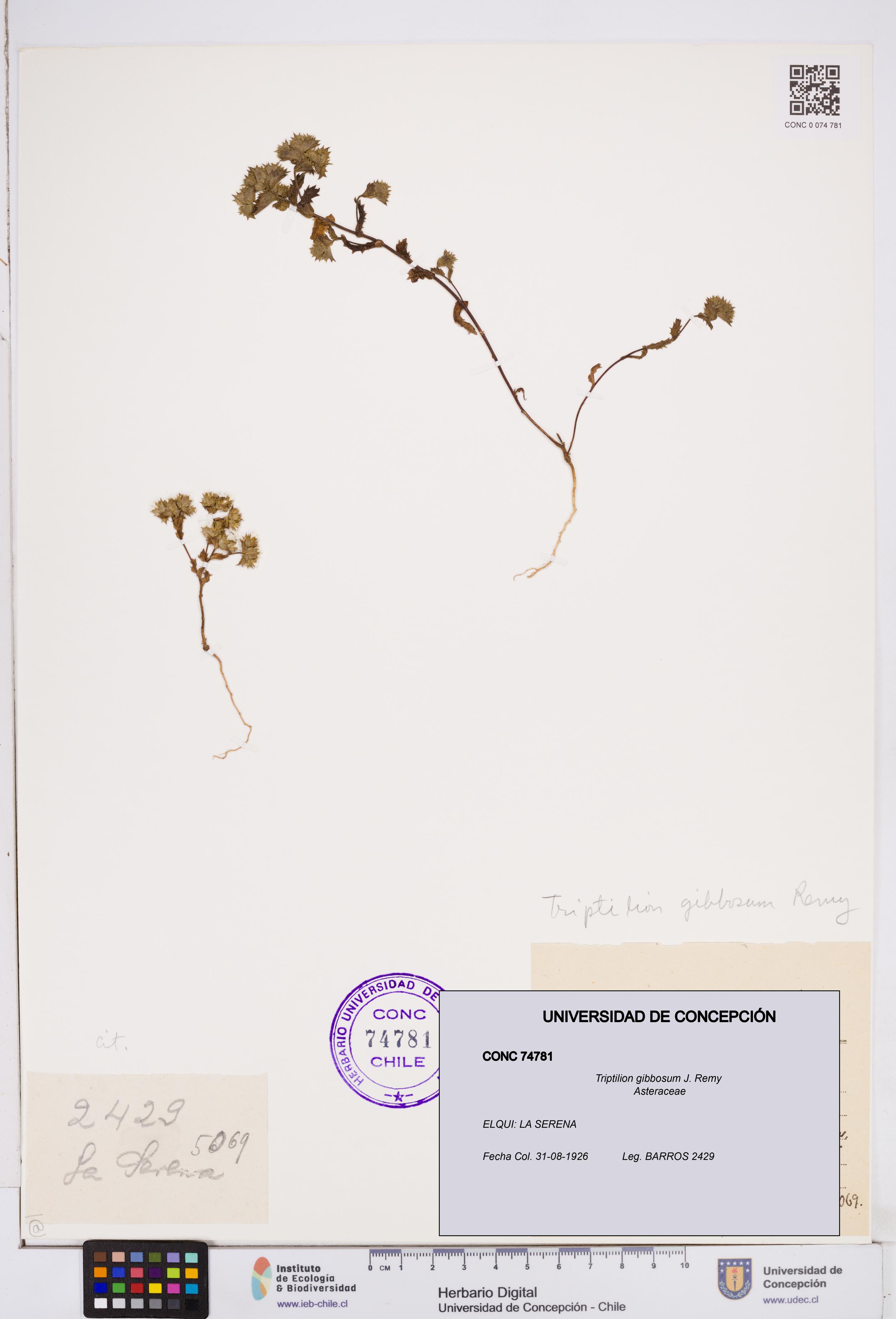 Triptilion gibbosum [Espécimen: ]