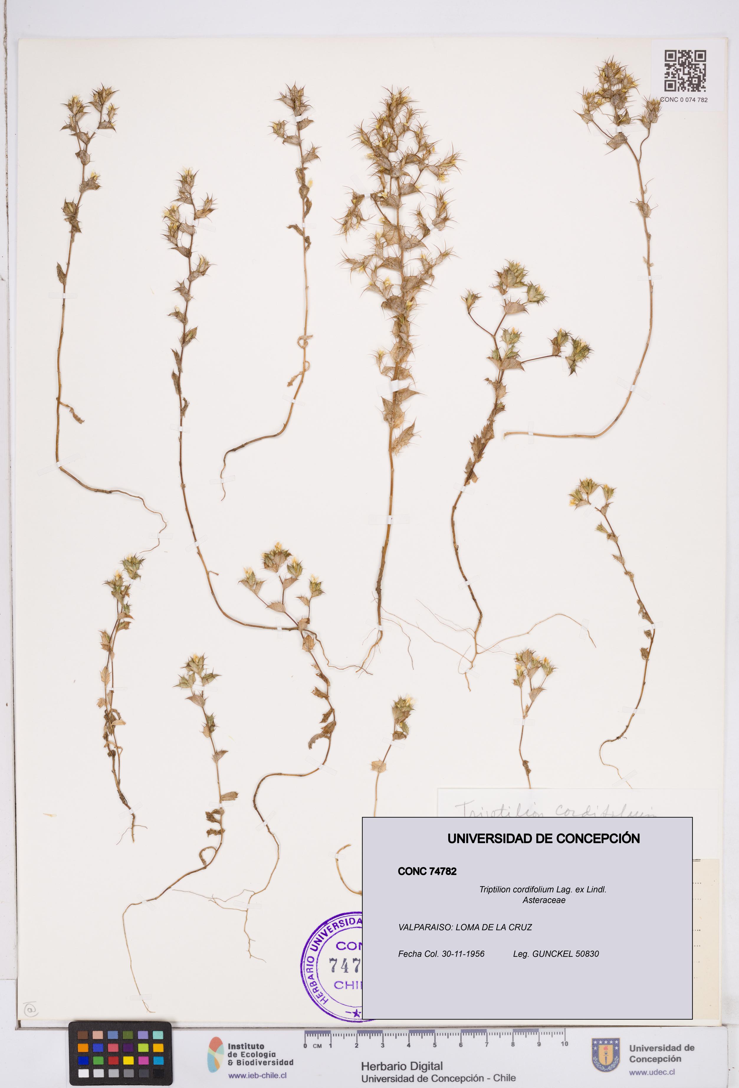 Triptilion cordifolium [Espécimen: ]