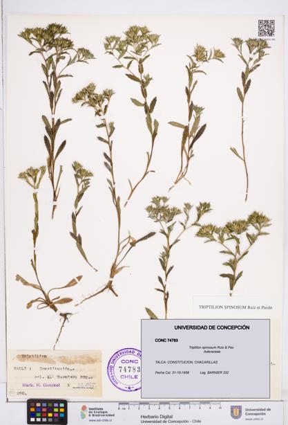 Triptilion spinosum [Espécimen: ]