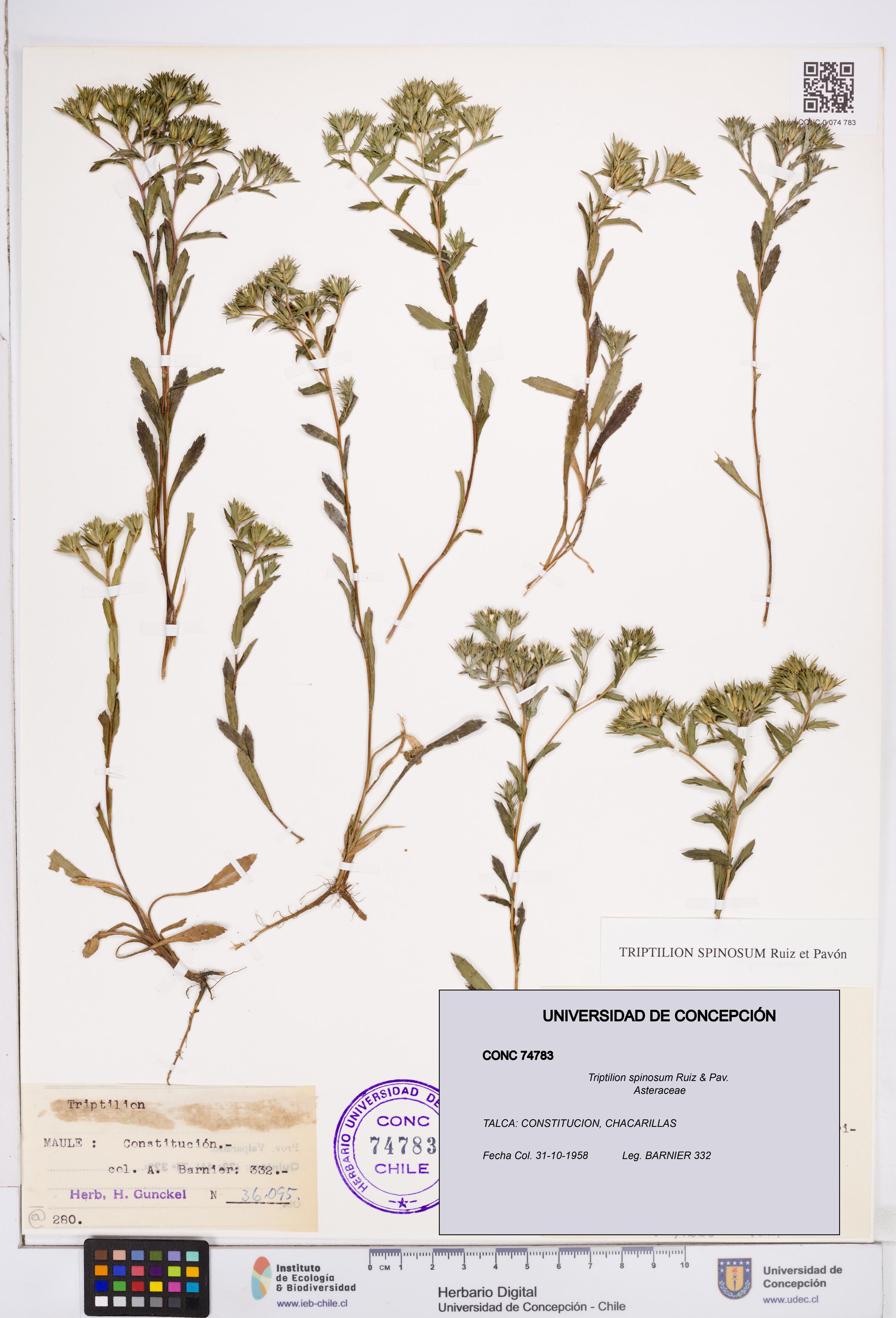 Triptilion spinosum [Espécimen: ]