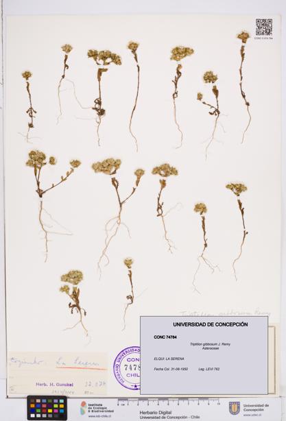 Triptilion gibbosum [Espécimen: ]