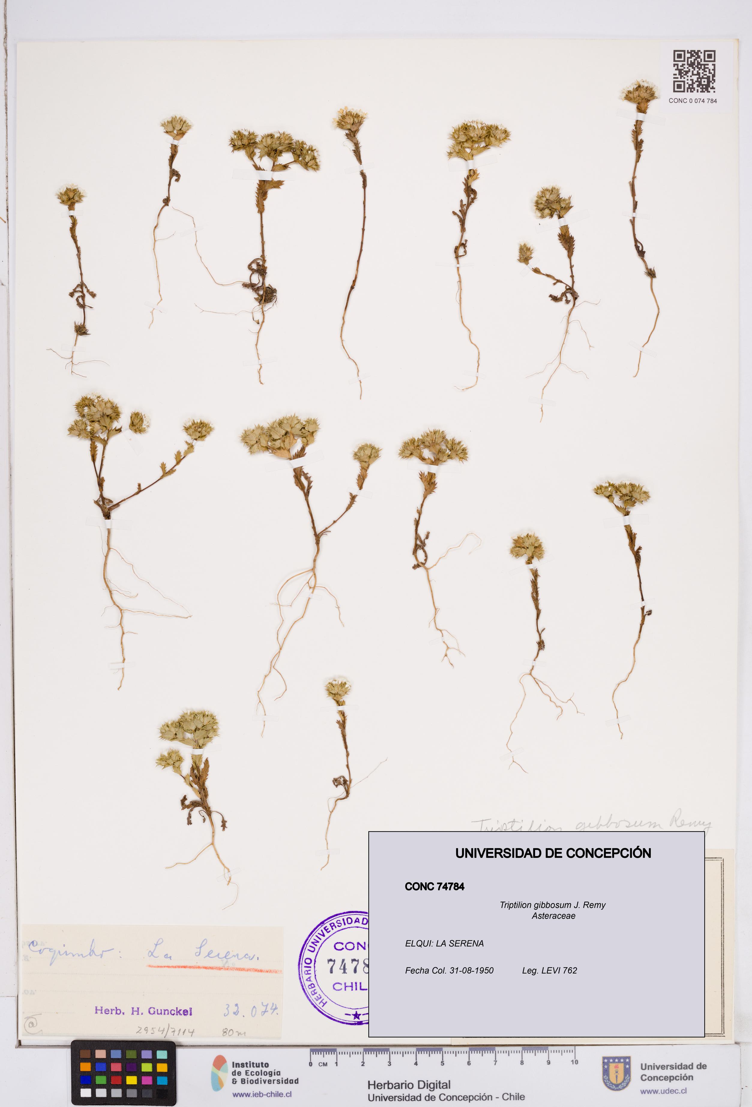 Triptilion gibbosum [Espécimen: ]