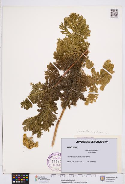 Tanacetum vulgare [Espécimen: ]