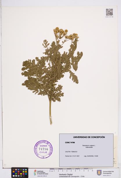 Tanacetum vulgare [Espécimen: ]