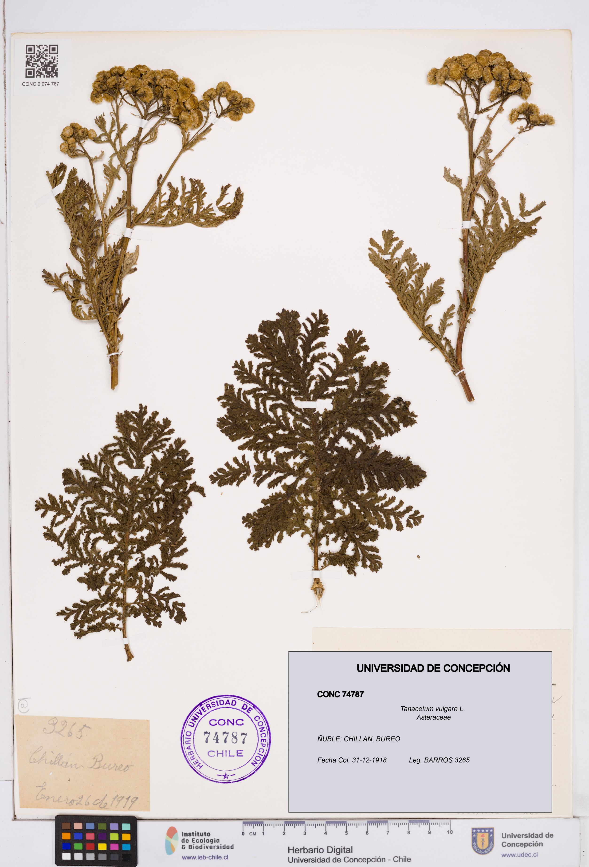 Tanacetum vulgare [Espécimen: ]