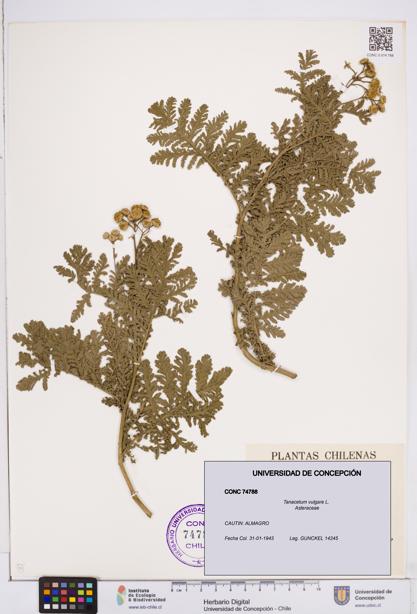 Tanacetum vulgare [Espécimen: ]