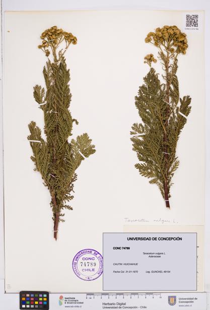Tanacetum vulgare [Espécimen: ]