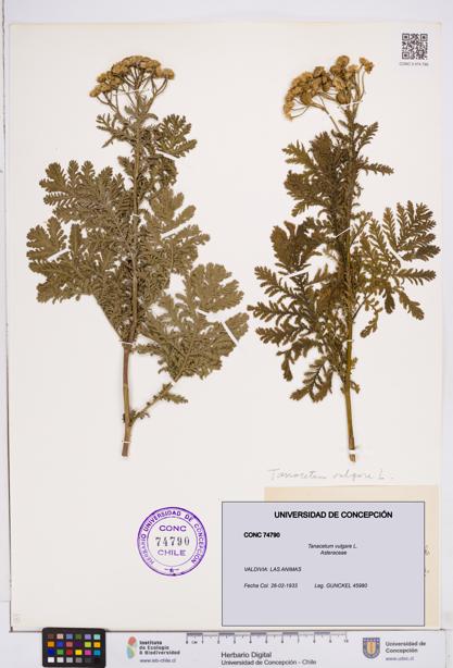 Tanacetum vulgare [Espécimen: ]