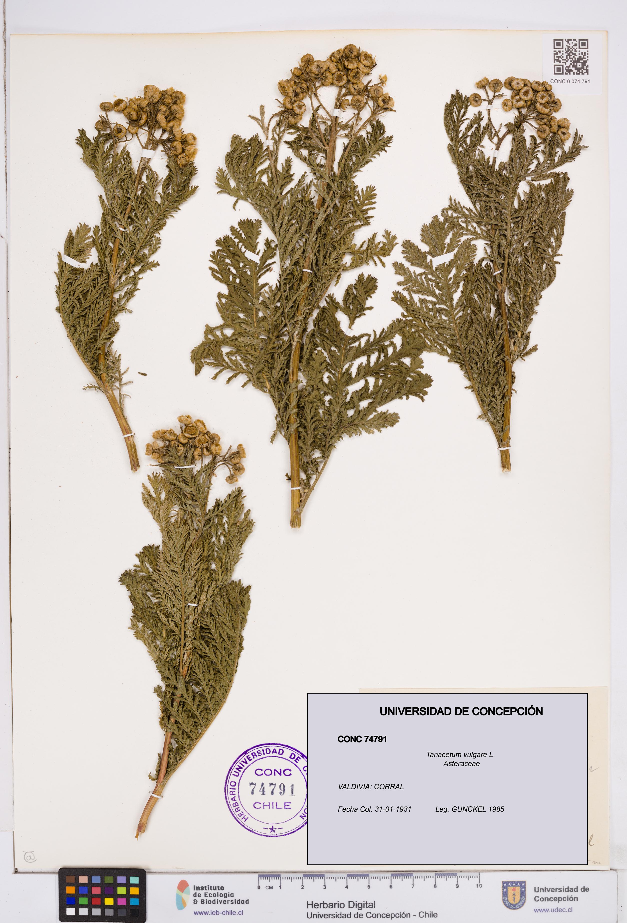 Tanacetum vulgare [Espécimen: ]
