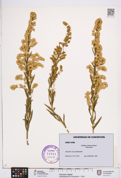 Solidago chilensis [Espécimen: ]
