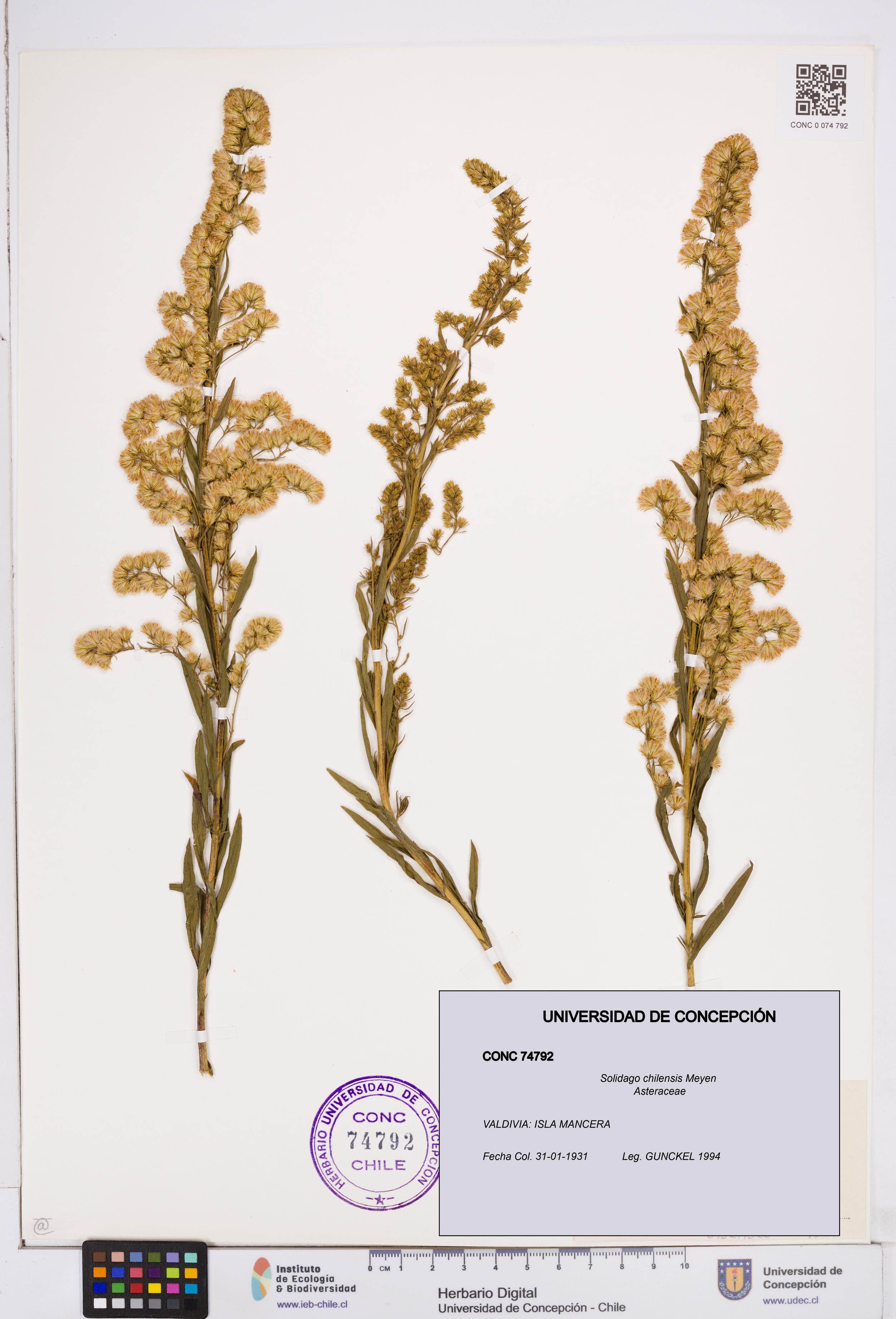 Solidago chilensis [Espécimen: ]