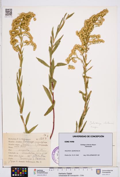 Solidago chilensis [Espécimen: ]