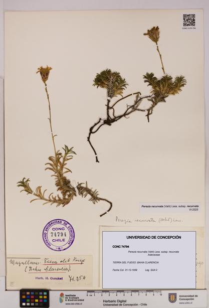 Perezia recurvata subsp. recurvata [Espécimen: UDEC:CONC:0074794]